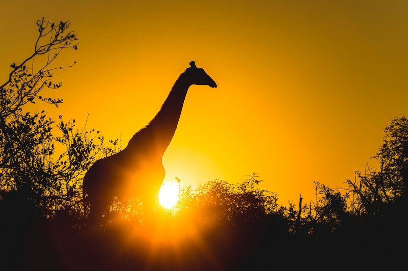 Silhouet van giraf bij zonsondergang van Davy Vernaillen