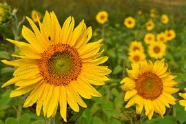 Ein Feld voller Sonnenblumen von Claude Laprise