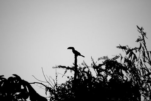 toucan en silhouette