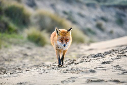 Rencontre avec le renard sur Brigitte Mulders
