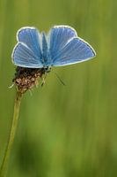 Icarus blauwtje op de uitkijk