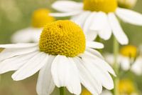 Enchanting White Chamomile Flowers in Hengelo