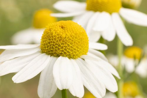 Betoverende Witte Kamillebloemen in Hengelo