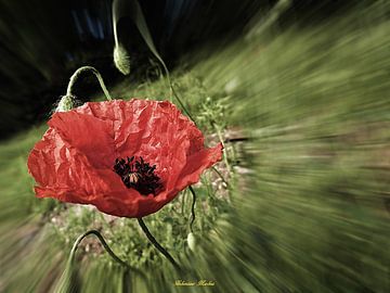 Sommer von Markus Hohenauer