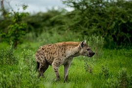Hyena in Moremi Game Reserve, Botswana by Paula Romein