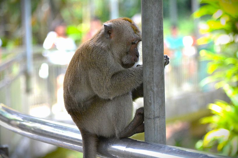 Resting monkey in tropical setting by Minimalistic Travel Photography by.Rieneke