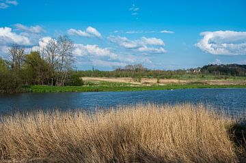 Pond in marsh by Werner Lerooy