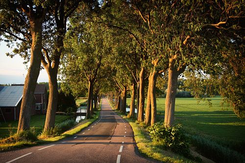 Road through the Polder