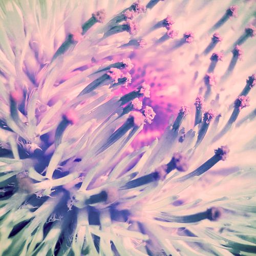 PINK THISTLE BLOOM IV