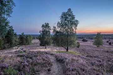 Lüneburger Heide op het blauwe uur van Patrice von Collani