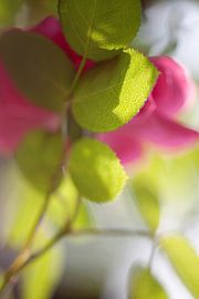 rose sur fantasina