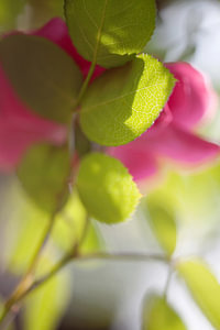 rosa