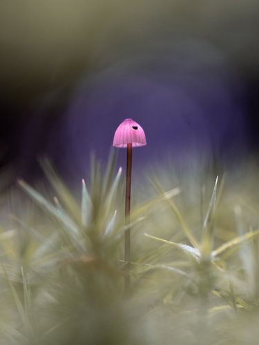 Purple mushroom