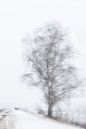 Winter van Ingrid Van Damme fotografie thumbnail