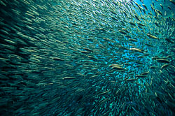 Das sind eine Menge Fische!