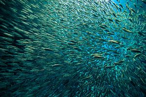 Das sind eine Menge Fische! von Koen Hoekemeijer