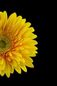 Gerbera
