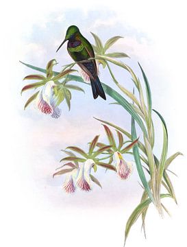 Emerald-fronted Humming-Bird, John Gould by Hummingbirds