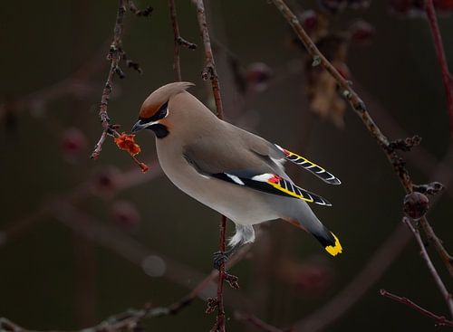 Plague bird in Sweden