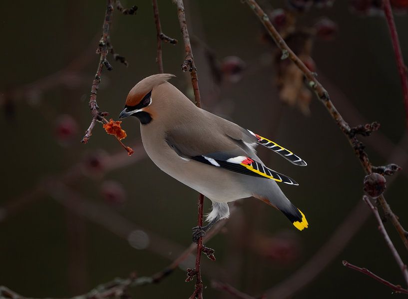 Pestvogel in Zweden van Bart Cox