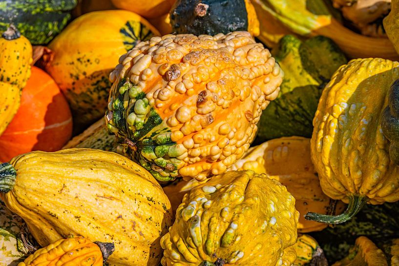 Kürbiszauber im Herbst von Photoart-Naegele