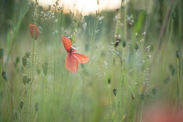 Coquelicot rouge en fleur dans un champ | Photographie de nature sur Nanda Bussers