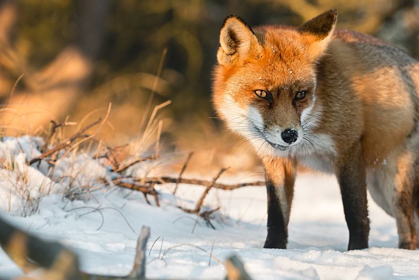 Fox in the snow during the golden hour (sunset) by Jolanda Aalbers