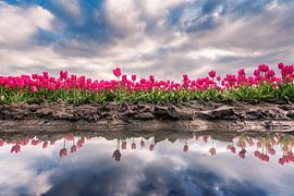 Tulip Reflection by Mvdklooster