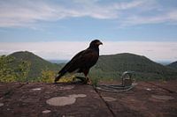 Falke auf dem Trifels