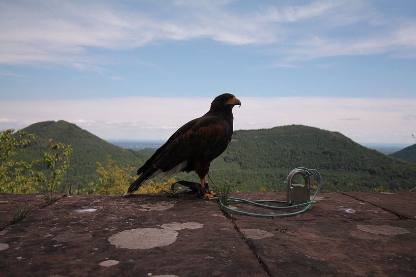 Falke auf dem Trifels by Ulrich Fuchs