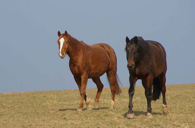 Horses von Vera Laake