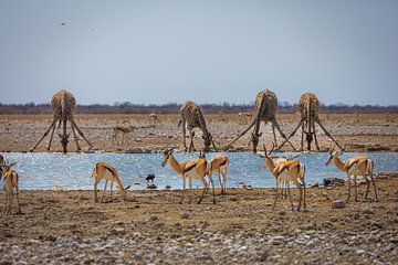 Namibië: een land van uitersten en adembenemende schoonheid. van Patrick Fotografeert