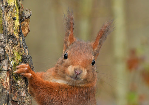 Eichhörnchen