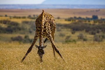 hongerige giraffe van Peter Michel