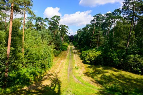 Foto Van Een Uitzicht Op Het Bos