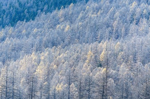 Taiga Mongolië | Bomen | Natuurfotografie