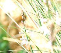 grün mit Blumen