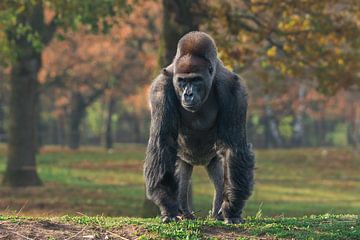 Grote mooie gorilla staat in het gras en kijkt om zich heen van Jolanda Aalbers