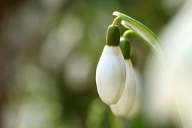 Sneeuwklokjes sur Marcel van Rijn