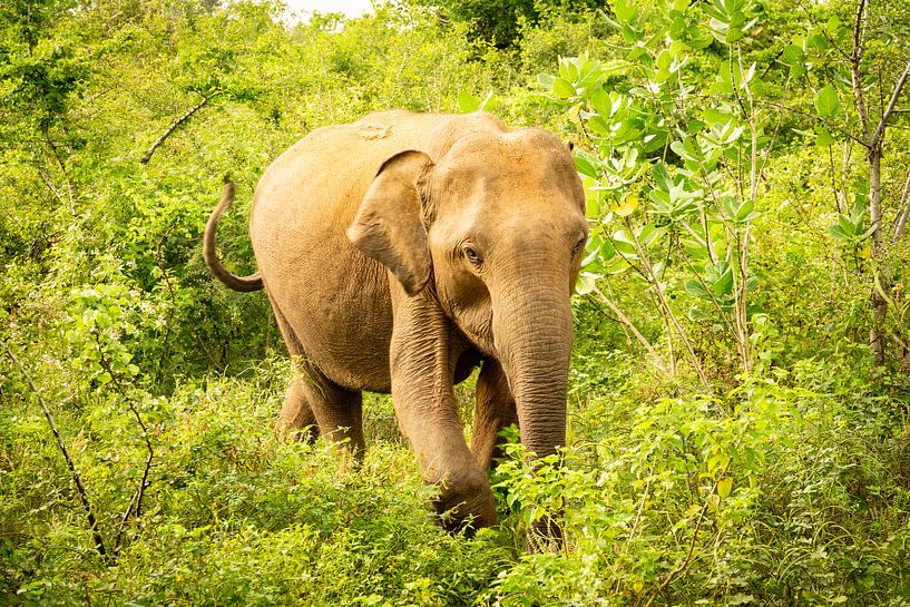 Elefant im Dschungel von Nicole Nagtegaal
