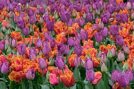 Orange vs purple by Bernardine de Laat