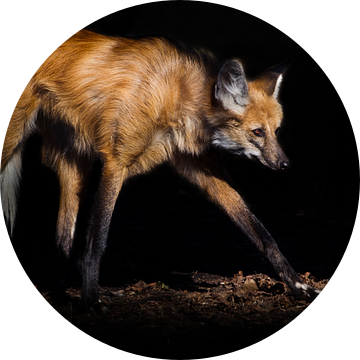 een manenwolf die eruit ziet als een beest uit de hel, rood haar en lange poten in de nacht, zwarte  van Michael Semenov