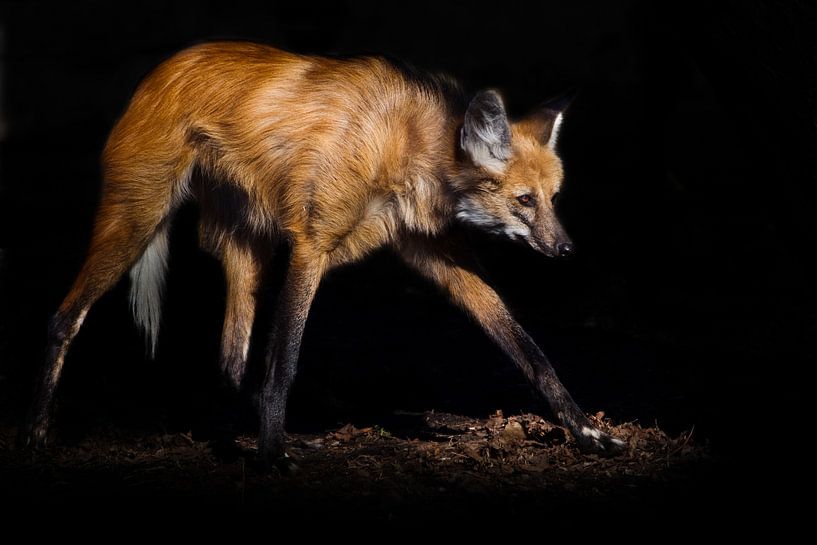 een manenwolf die eruit ziet als een beest uit de hel, rood haar en lange poten in de nacht, zwarte  van Michael Semenov