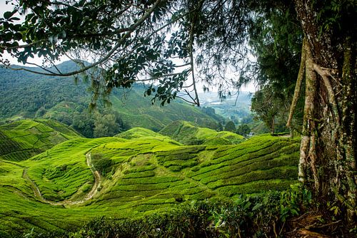 Cameron Highlands Maleisie