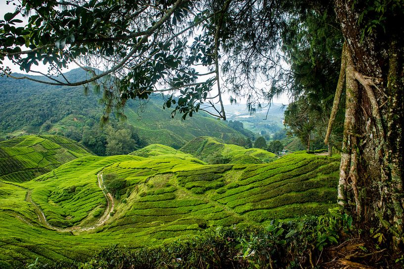 Cameron Highlands Malaisie par Ellis Peeters