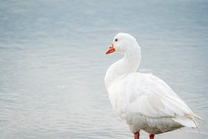 Gans, die bei kühlem Licht das Hafenviertel beobachtet