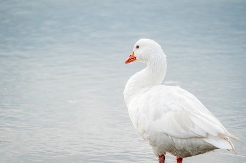 Gans Waakzaam aan de Waterkant in Koel Licht