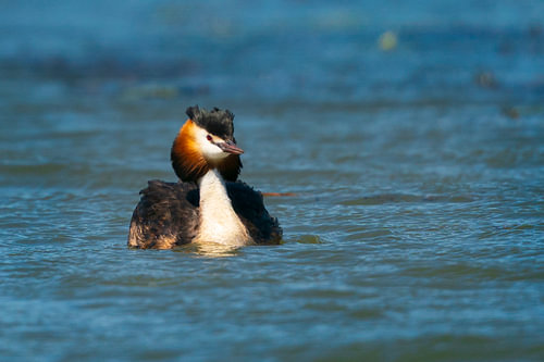 Lord of the Lake