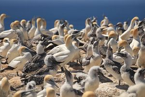 Gannet Colony van Anne Vermeer