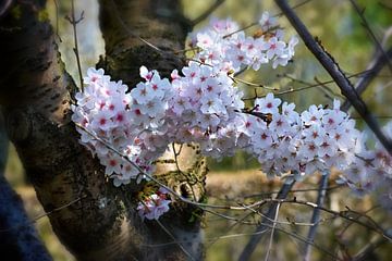 Cherry Blossom Magic I van marlika art